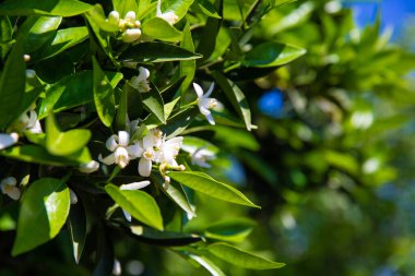 Yazın güneşli bir günde portakal ağacında güzel portakal çiçekleri ve çiçekler.