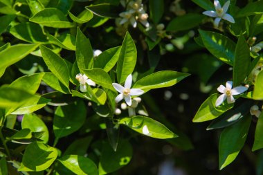 Yazın güneşli bir günde portakal ağacında güzel portakal çiçekleri ve çiçekler.