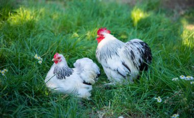 Tavuk ve horoz, tavuk çiftliğindeki çimlerin üzerinde otluyor.. 
