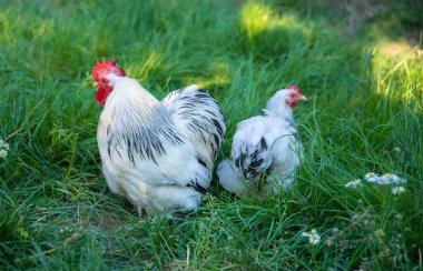 Tavuk ve horoz, tavuk çiftliğindeki çimlerin üzerinde otluyor.. 