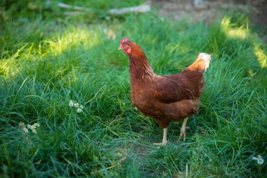 Tavuk ve horoz, tavuk çiftliğindeki çimlerin üzerinde otluyor.. 
