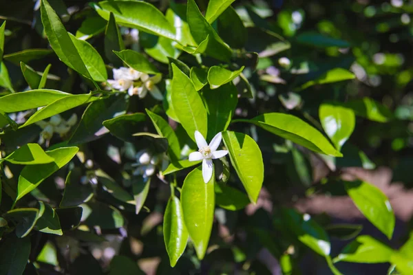 Vackra Apelsinblommor Och Blommor Vid Orange Träd Solig Dag Sommaren — Stockfoto