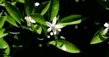 Yazın güneşli bir günde portakal ağacında güzel portakal çiçekleri ve çiçekler.