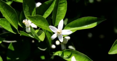 Yazın güneşli bir günde portakal ağacında güzel portakal çiçekleri ve çiçekler.