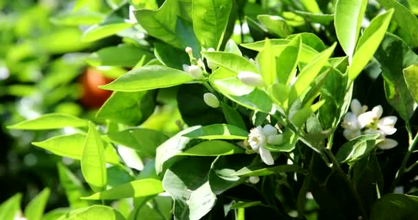 Belles fleurs d'oranger et fleurs à l'oranger dans la journée ensoleillée à la saison estivale — Video