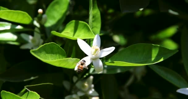 夏や春の晴れた日に花粉、オレンジ色の花や花から蜜を集めるフライングミツバチ — ストック動画