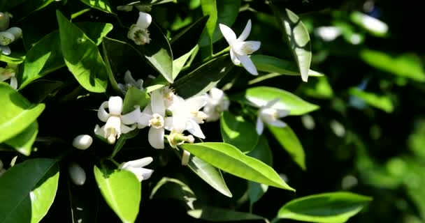 Hermosas flores de azahar y flores en el naranjo en el día soleado en la temporada de verano — Vídeos de Stock