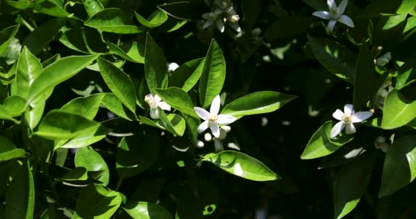 Hermosas flores de azahar y flores en el naranjo en el día soleado en la temporada de verano — Vídeo de stock