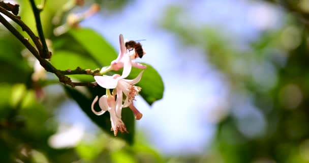 Abeja voladora recolectando polen, néctar de flor de azahar o flor en día soleado en temporada de verano o primavera — Vídeos de Stock