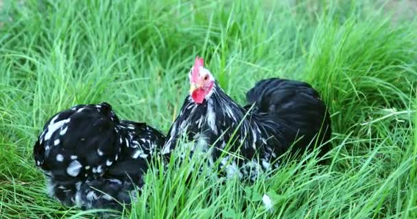 Pollos y gallos negros pastando en la hierba de la granja de pollos . — Vídeos de Stock