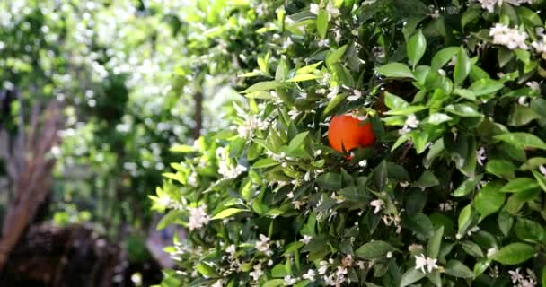 Hermosa fruta de naranja, flores y flores en el naranjo en el día soleado en la temporada de verano — Vídeos de Stock