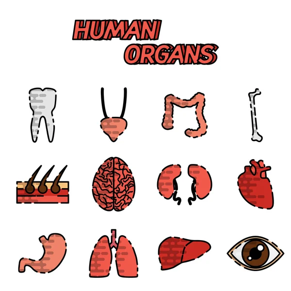 Human organs flat icons set — Stock Vector