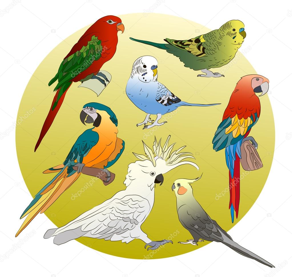 Different Parrots set