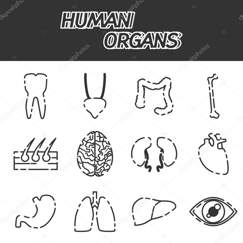 Human organs icons set