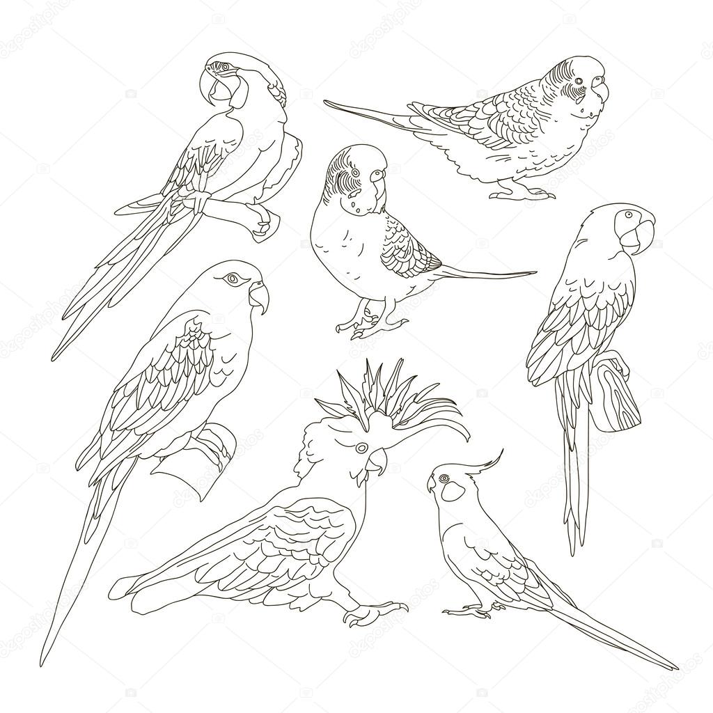 Different Parrots set