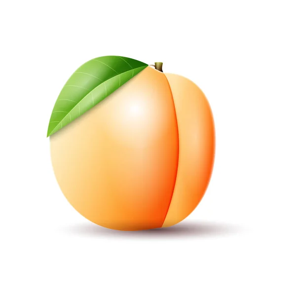 Abricot sur fond blanc . — Image vectorielle