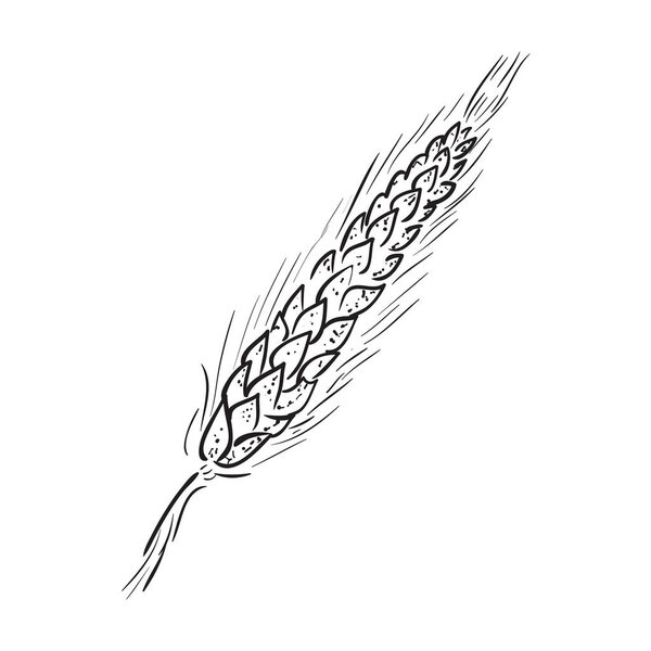 Эскиз Ухо пшеницы руки нарисованы векторные иллюстрации. Черное ухо изолировано на белом фоне
.