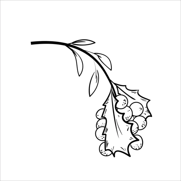 Schizzo Holly Branch Bacche Rosse Tema Natalizio Illustrazione Vettoriale Eps — Vettoriale Stock