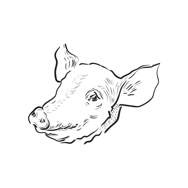 素描猪图标 农场主题 向量例证 Epps — 图库矢量图片