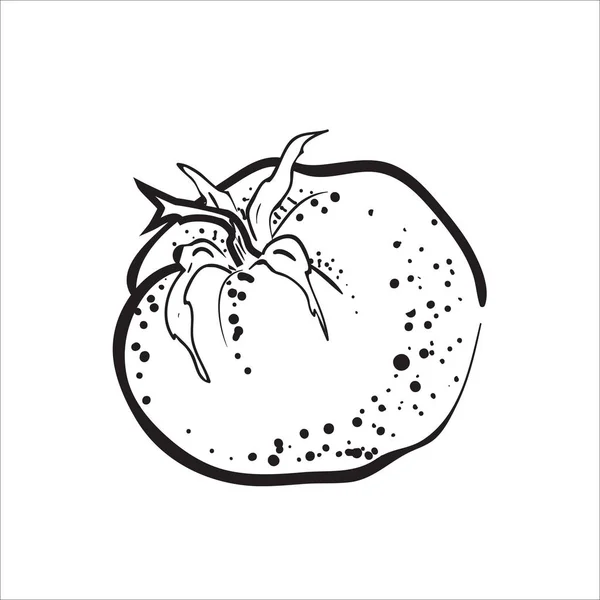 Handgezeichnete Skizze Stil Ganze Tomate Eco Food Vector Illustration Poster — Stockvektor