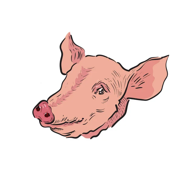 Color Sketch Pig Tema Granja Ilustración Vectorial Eps — Vector de stock