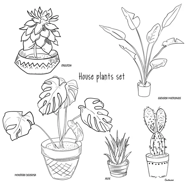 室内用植物はベクトル手描きのセットです ベクトル図 Eps — ストックベクタ