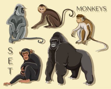 Maymunlar farklı türleri. Vektör çizim, Eps 10