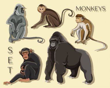 Different types of monkeys. Vector illustration, EPS 10 clipart
