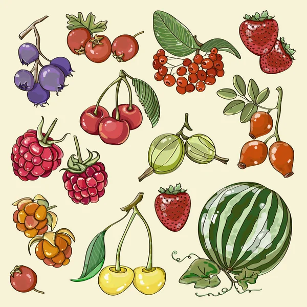 不同的莓果一套 — 图库矢量图片