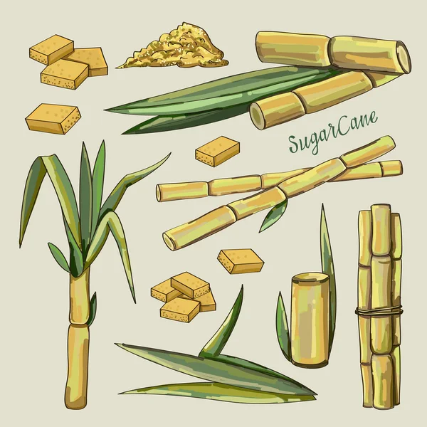 Sugar cane icons — Stock Vector