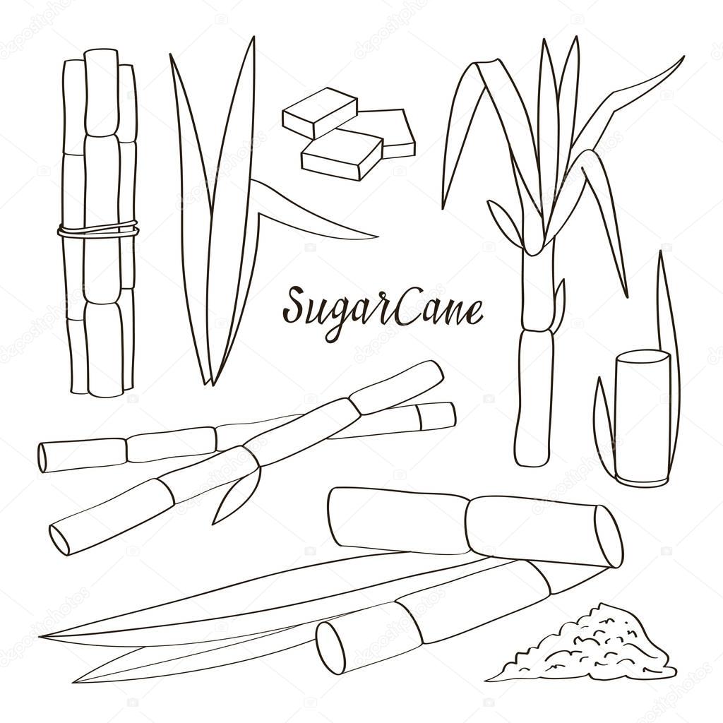 Sugar cane icons