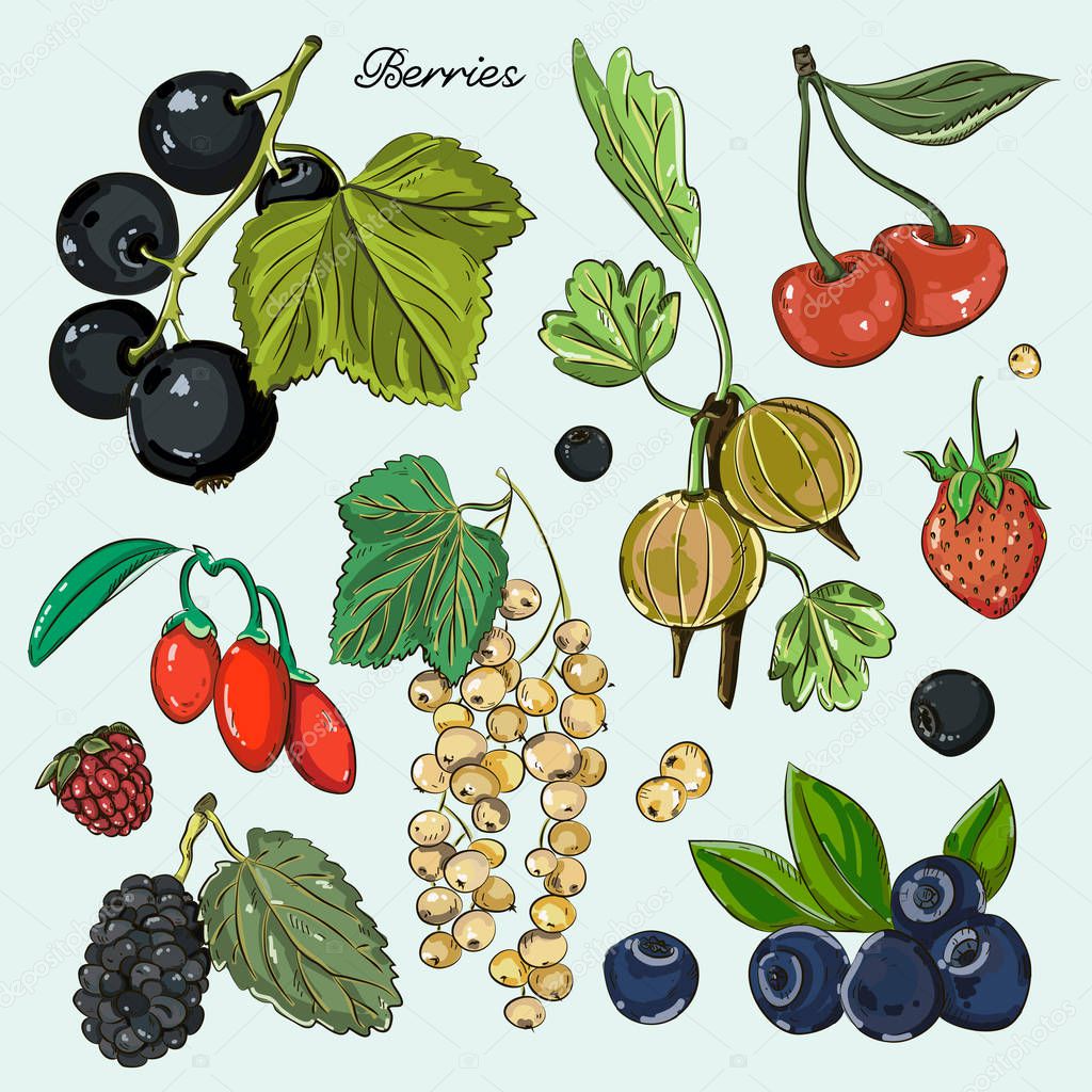 Berries icons set