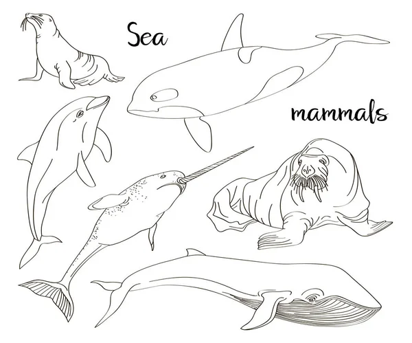 Набор иконок для коллекции морских млекопитающих — стоковый вектор