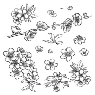 Elle çizilmiş zarif sakura çiçekler