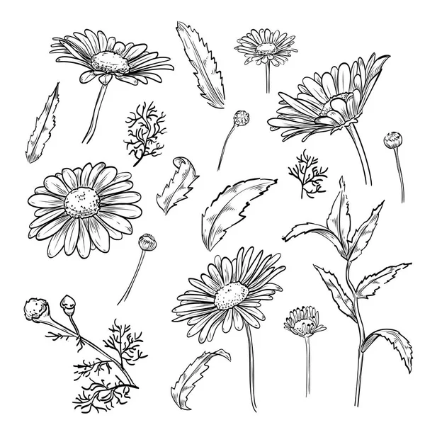 Fleurs de camomille élégantes dessinées à la main — Image vectorielle