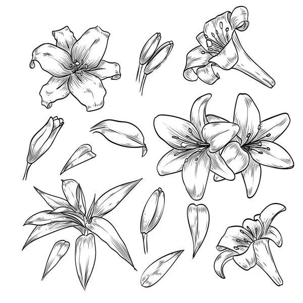 Элегантные цветки лилии — стоковый вектор