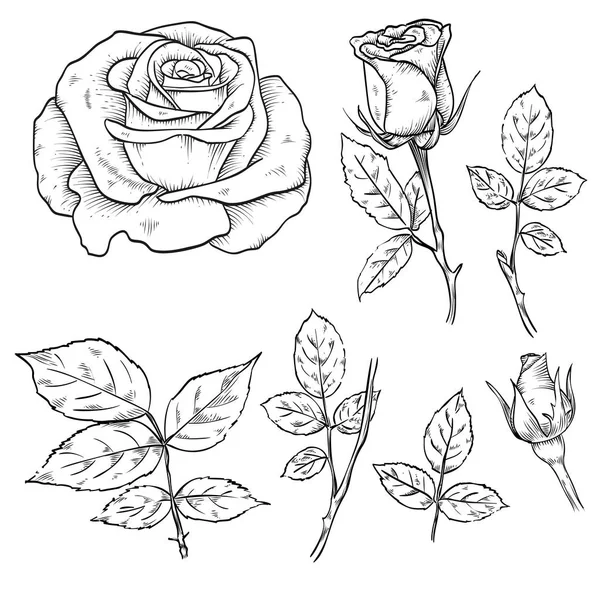 Hand drawn elegant rose flowers — Stock Vector