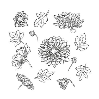 Vektör el çekilmiş zarif krizantem