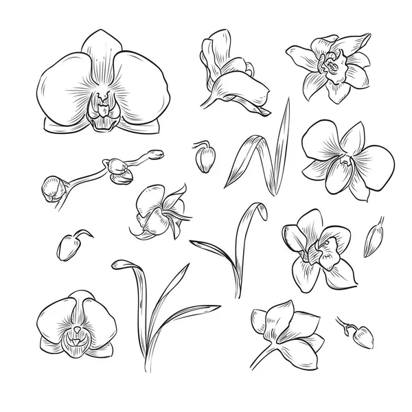 Vector hand dras elegant orkidé — Stock vektor