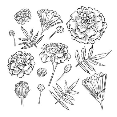 Vektör el çekilmiş zarif kadife çiçeği