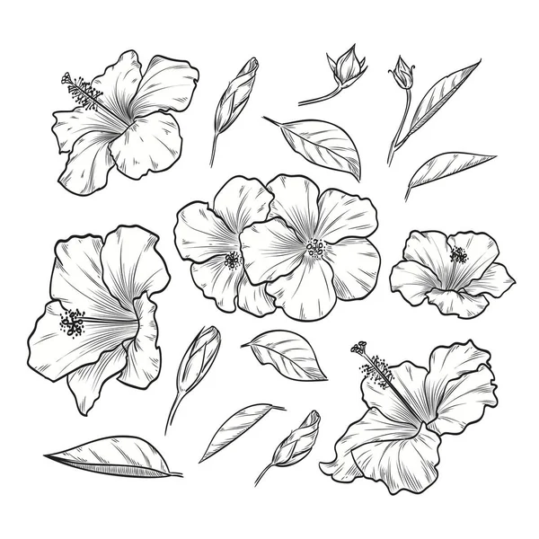 Vecteur dessiné à la main élégant hibiscus — Image vectorielle