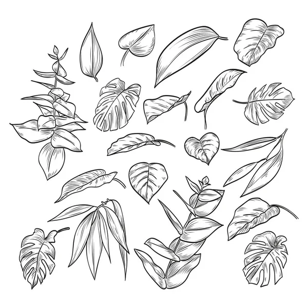 Vektor kézzel rajzolt elegáns levelek — Stock Vector