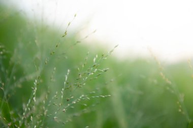 Çiçekler güzel yeşil ve sarı tonda, bulanık 