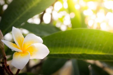 Çiçekler güzel yeşil ve sarı tonda, bulanık 