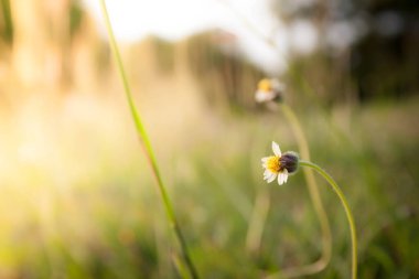 Çiçekler güzel yeşil ve sarı tonda, bulanık 