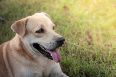 Parktaki yeşil çimlerin üzerinde yatan Smaile Tan köpeği gökyüzü arkaplanı olmadan hafif güneş ışığını bulanıklaştırdı. Çiçekler en uzakta, yazılar için boş yer var. Romantik yumuşak sanatsal doğa görüntüsü.