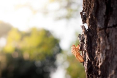 Parktaki ağaçtaki ağustos böceği tüy dökerek metamorfoz için yetişkin bir böceğe dönüşür. Gökyüzü arkaplanı olmadan hafif bulanık güneş ışığı. Çiçekler en uzakta, yazılar için boş yer var. Romantik yumuşak sanatsal doğa görüntüsü.