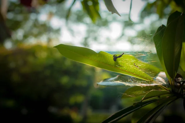 Η φωλιά της αράχνης σε ένα φύλλο δέντρου, θολωμένο απαλό φως του ήλιου χωρίς το φόντο του ουρανού. Floral σε frorest, ελεύθερος χώρος για κείμενο. Ρομαντικό μαλακό απαλή καλλιτεχνική από τη φύση εικόνα. — Φωτογραφία Αρχείου