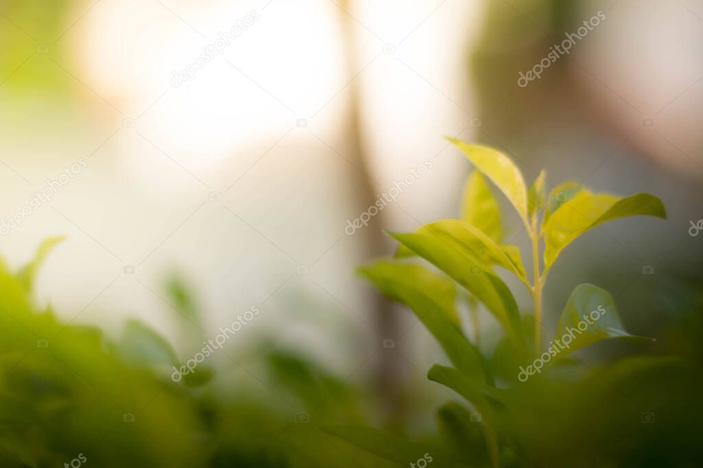 The green leaf  on a beautiful green and yellow tone color, Blur
