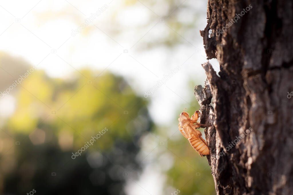 Cicada insect molt on tree in the park for metamorphosis grow up to adult insect. Blurred gentle sunlight without the sky background. Floral in frorest , free space for text. Romantic soft gentle artistic from nature image.